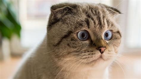 scottish fold facts.
